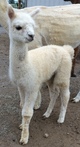 2015 male cria