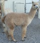 2013 cria - SOLD