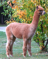 alpaca for sale