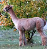 alpaca for sale