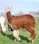 2008 cria