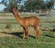 Crystals 2012 Lord Graystone female cria