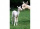 First Cria - Accoyo Gold Son