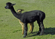 Marian & her cria Irene bonding