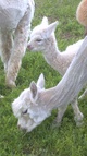 Amelia with new cria Sugarcoat 5/11/14