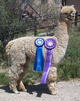 2010 Service Sire - Sunny Mesas Tuscon Gold