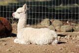 alpaca for sale