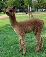 alpaca for sale