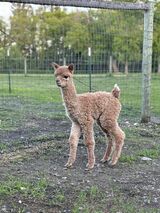 alpaca for sale