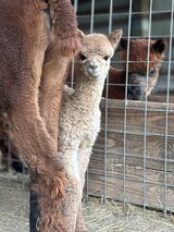 alpaca for sale