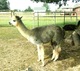 alpaca for sale