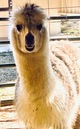 alpaca for sale