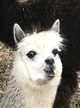 alpaca for sale