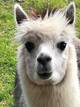 alpaca for sale