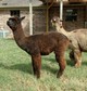 alpaca for sale