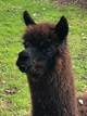 alpaca for sale