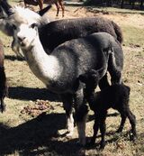 Cria born 10/2/22