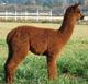 Keesha - 2008 cria