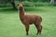 Habanero - 2010 cria