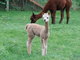 Gingersnap - 2011 cria