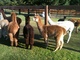 Silky vicuna color