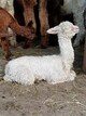 alpaca for sale