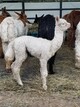 alpaca for sale