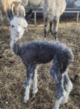 July 2024 cria