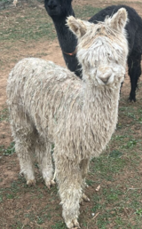 alpaca for sale