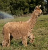 alpaca for sale