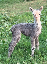 alpaca for sale