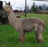 alpaca for sale