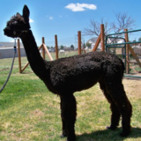 alpaca for sale