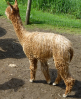 alpaca for sale