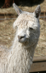 alpaca for sale