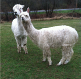 alpaca for sale