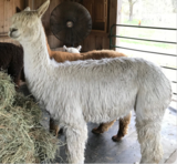 alpaca for sale