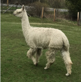 alpaca for sale