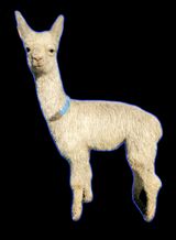 alpaca for sale