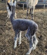 alpaca for sale