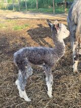 alpaca for sale