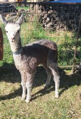 alpaca for sale