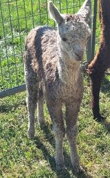 alpaca for sale