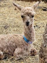 alpaca for sale