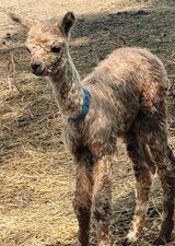 alpaca for sale