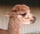 Head View Shorn