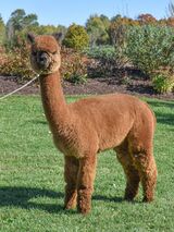 alpaca for sale