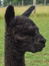 alpaca for sale