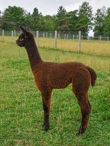 alpaca for sale