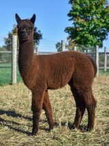 alpaca for sale